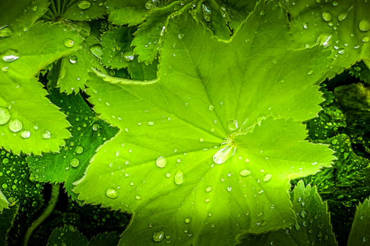 Lady's Mantle Bright and Early