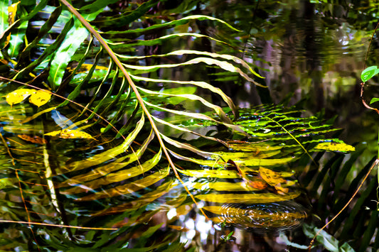Return to the Primordial Ooze