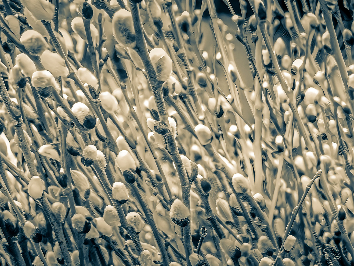 Roar of the Crowd Vintage