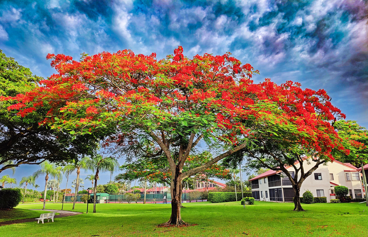 Royal Poinciana Holds Court