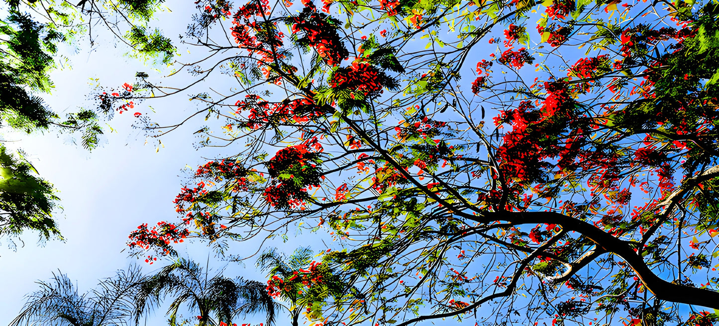 Royal Poinciana