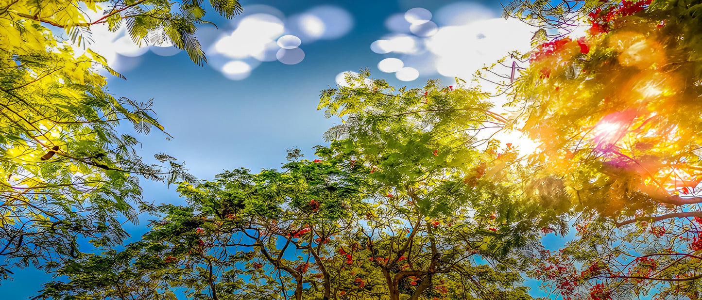 Royal Poinciana Morning Splendor