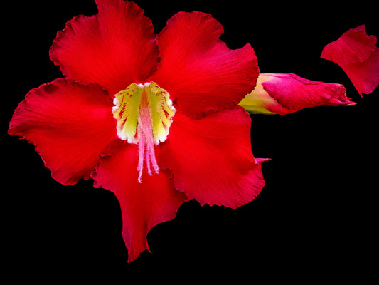 Scarlet Desert Rose on Black