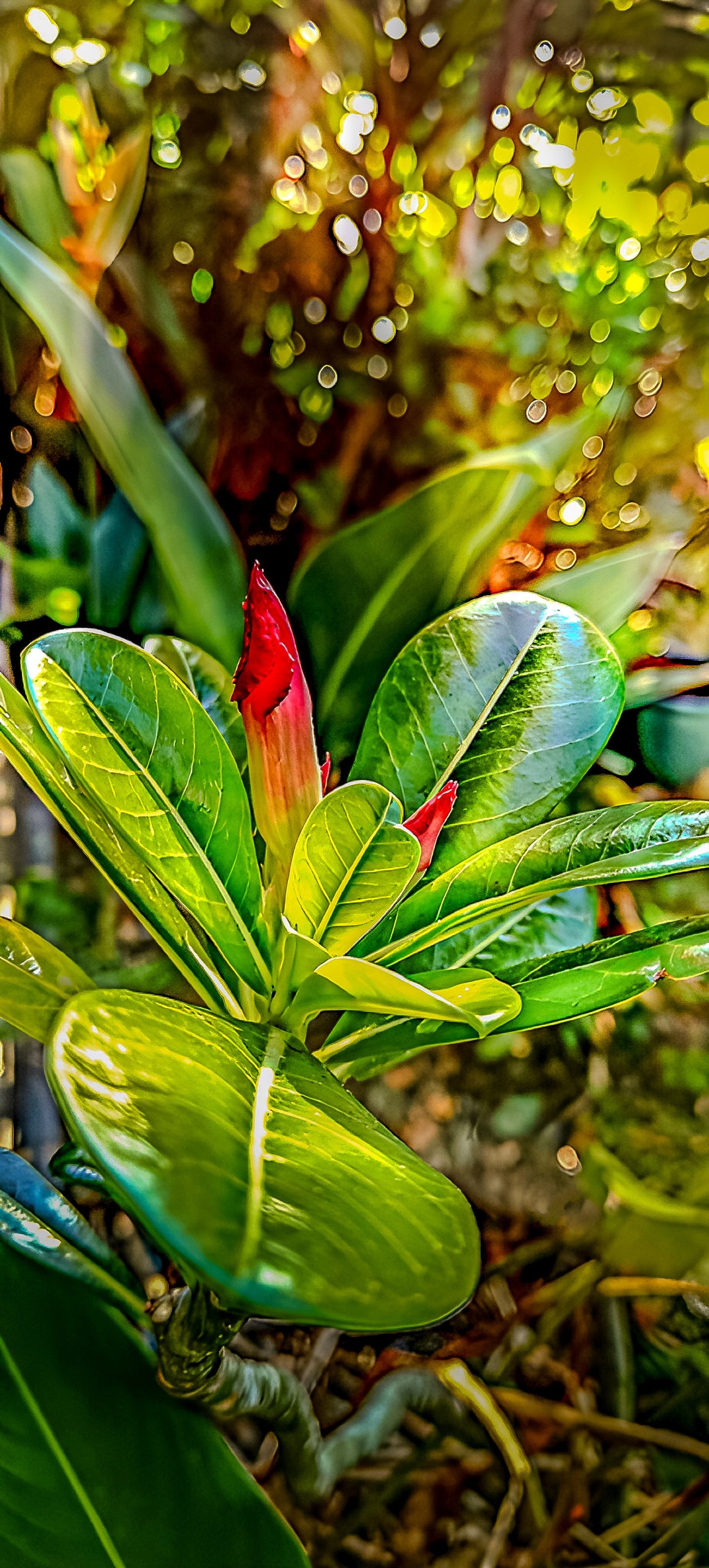 Scarlet Desert Rose Bud