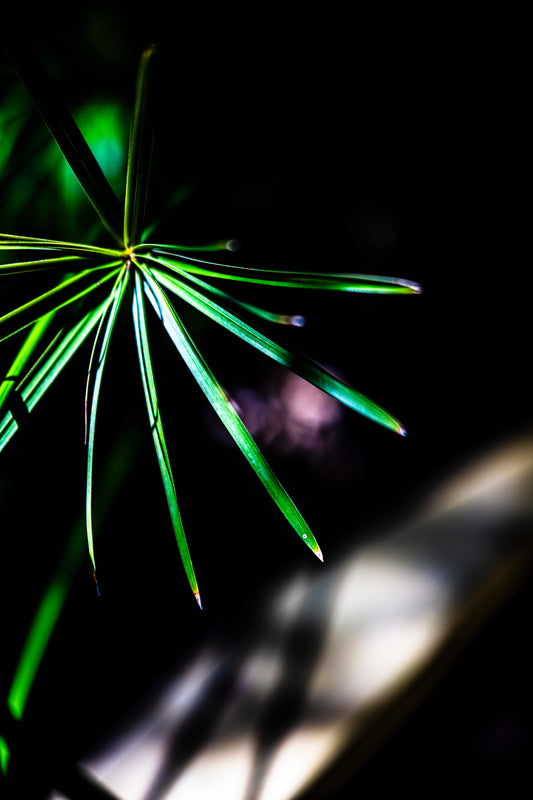 Secrets of the Garden 2