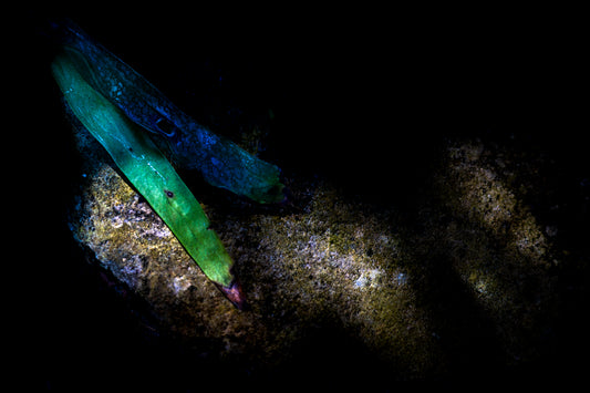 Secrets of the Garden 1