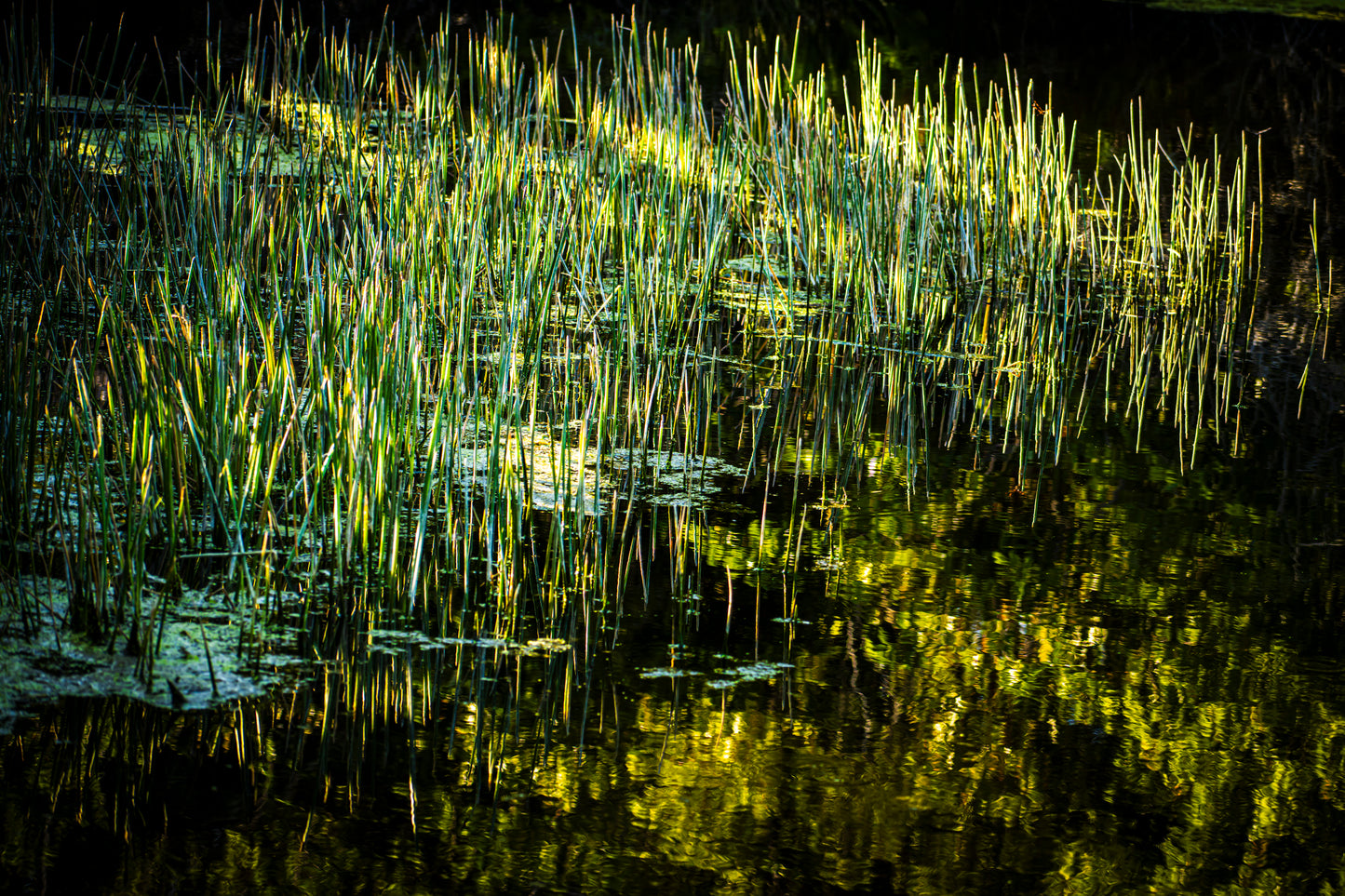 Splendor in the Grass