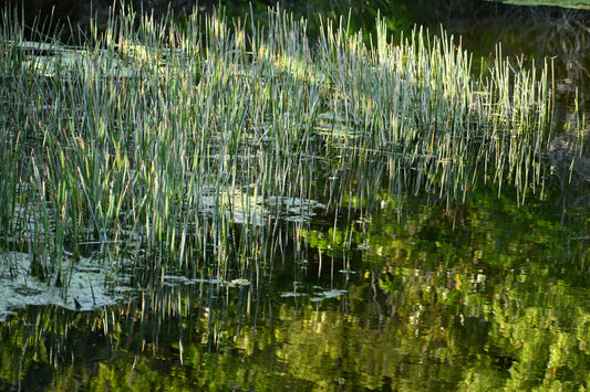 Splendor in the Grass
