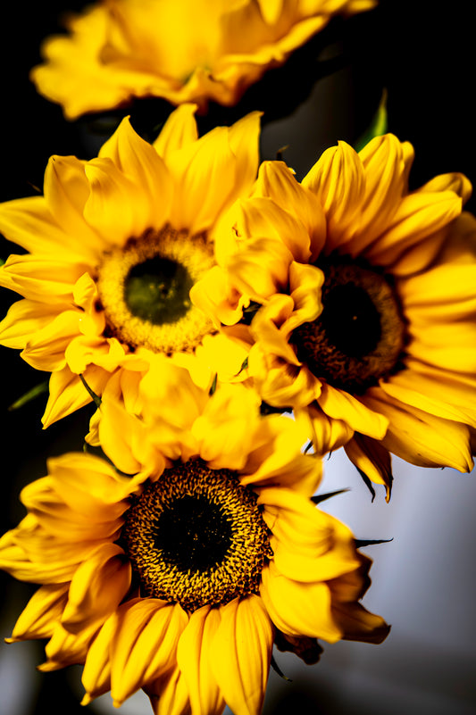 Sunflower Symphony