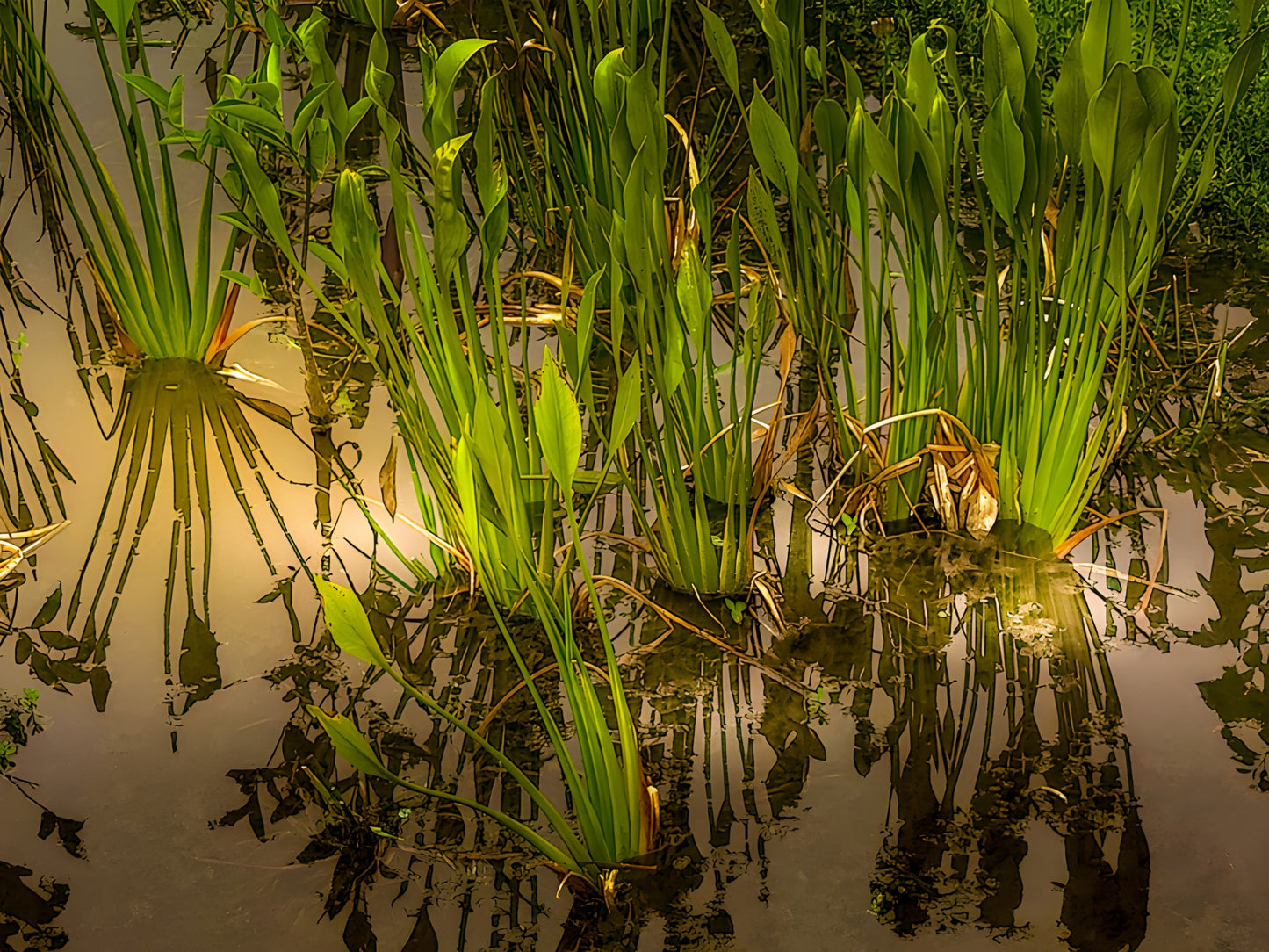 Sunset Reflections in the Wakodahatchee