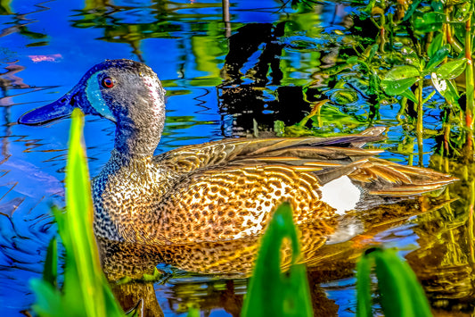 Blue Teal in the Blue Hour