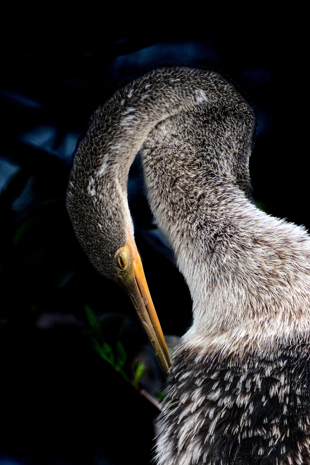 The Preen