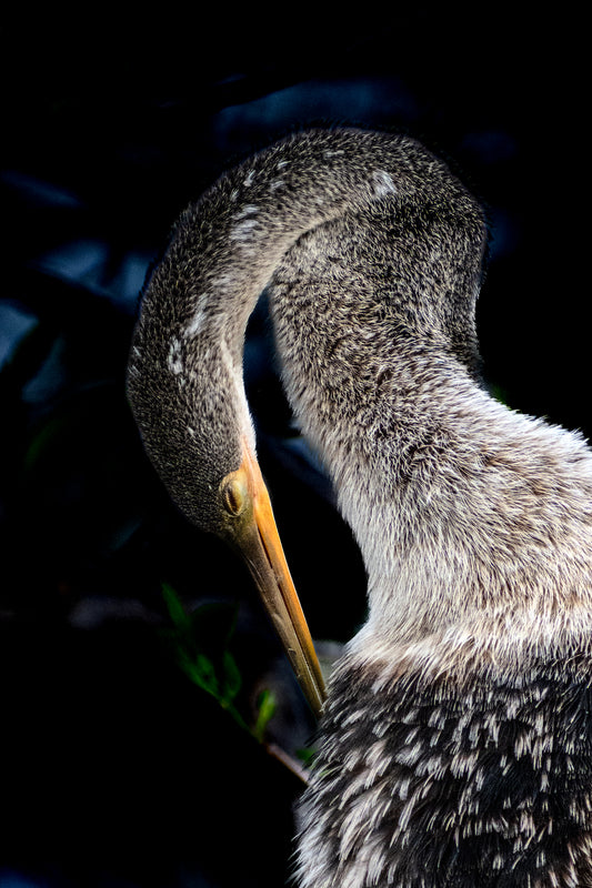 The Preen