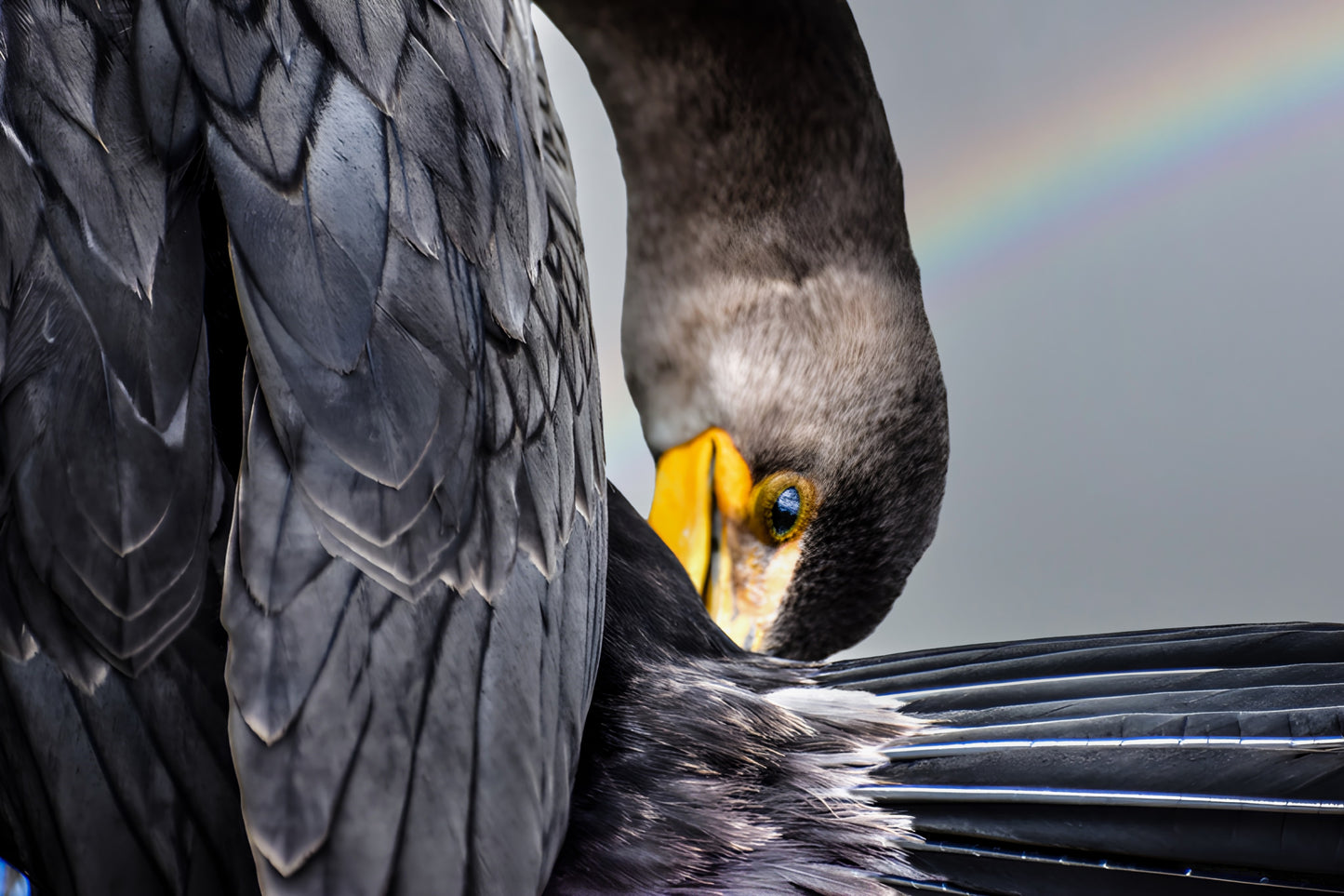 The Preen