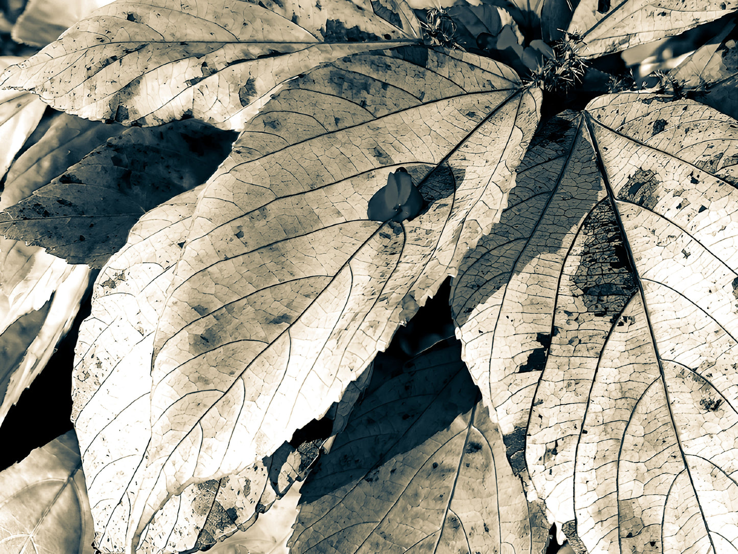 To Catch You When You Fall Vintage