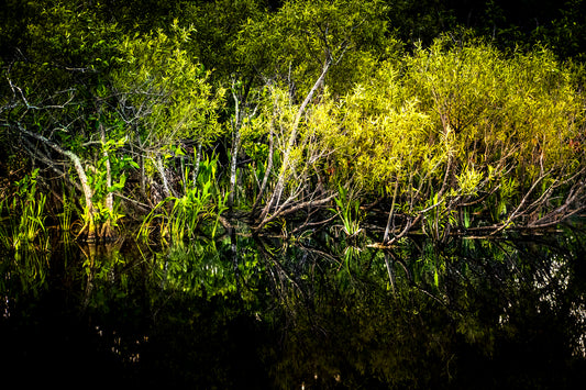 Twilights in the Cay