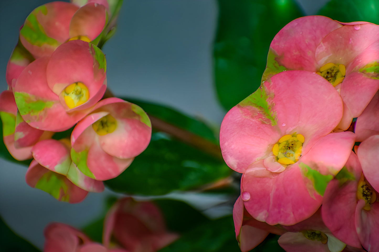 Twilight Crown of Thorns