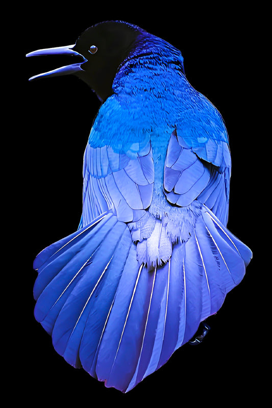 Uncommon Grackle on Black