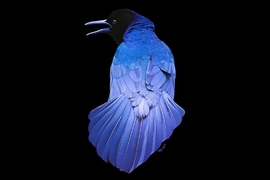 Uncommon Grackle on Black