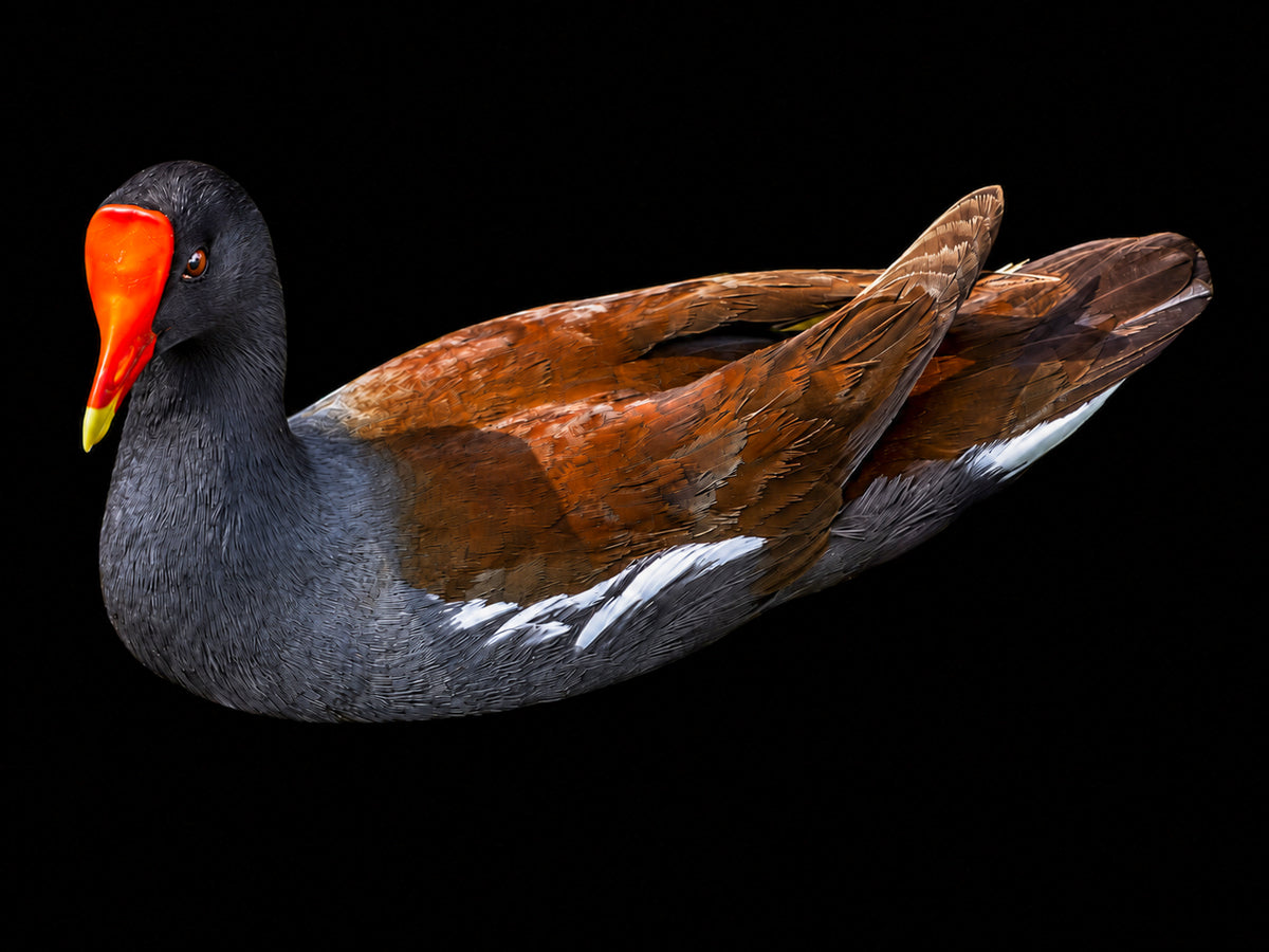 Uncommon Moorhen on Black