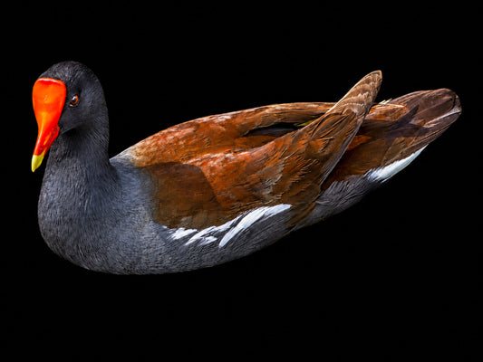 Uncommon Moorhen on Black