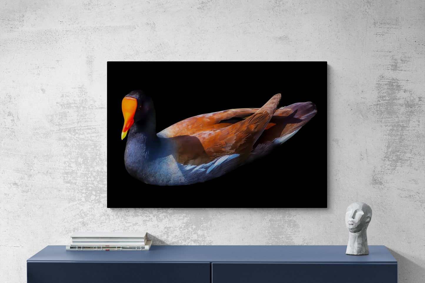 Uncommon Moorhen on Black