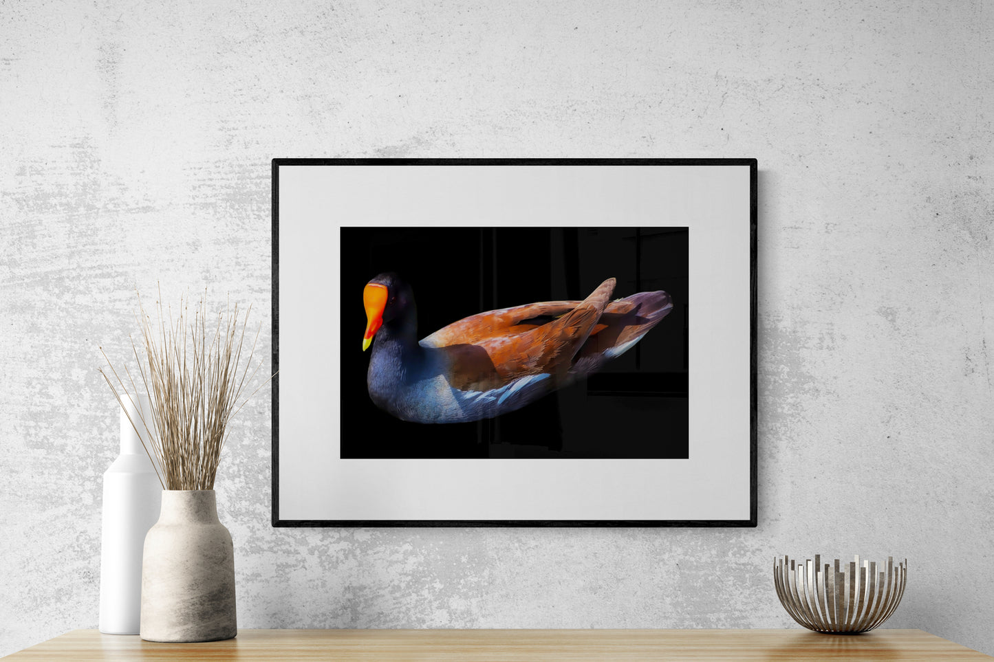 Uncommon Moorhen on Black