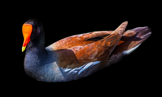 Uncommon Moorhen on Black