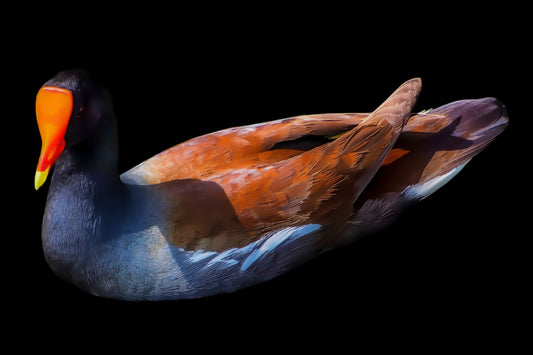 Uncommon Moorhen on Black