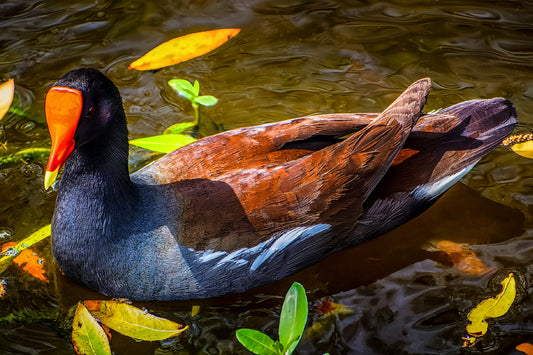 Uncommon Moorhen