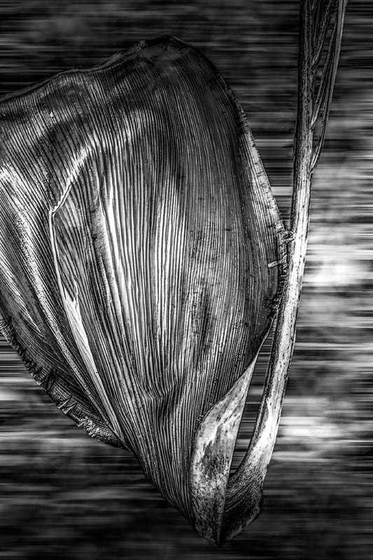 Vertigo Palm