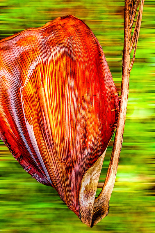 Vertigo Palm