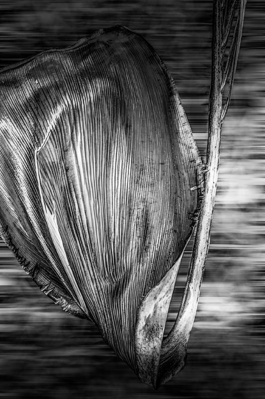 Vertigo Palm in B&W