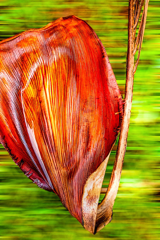 Vertigo Palm