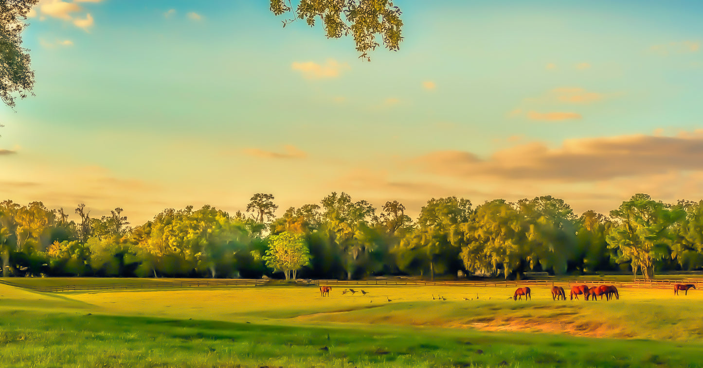 Watercolor - Ocala Thoroughbreds and Friends at Dusk