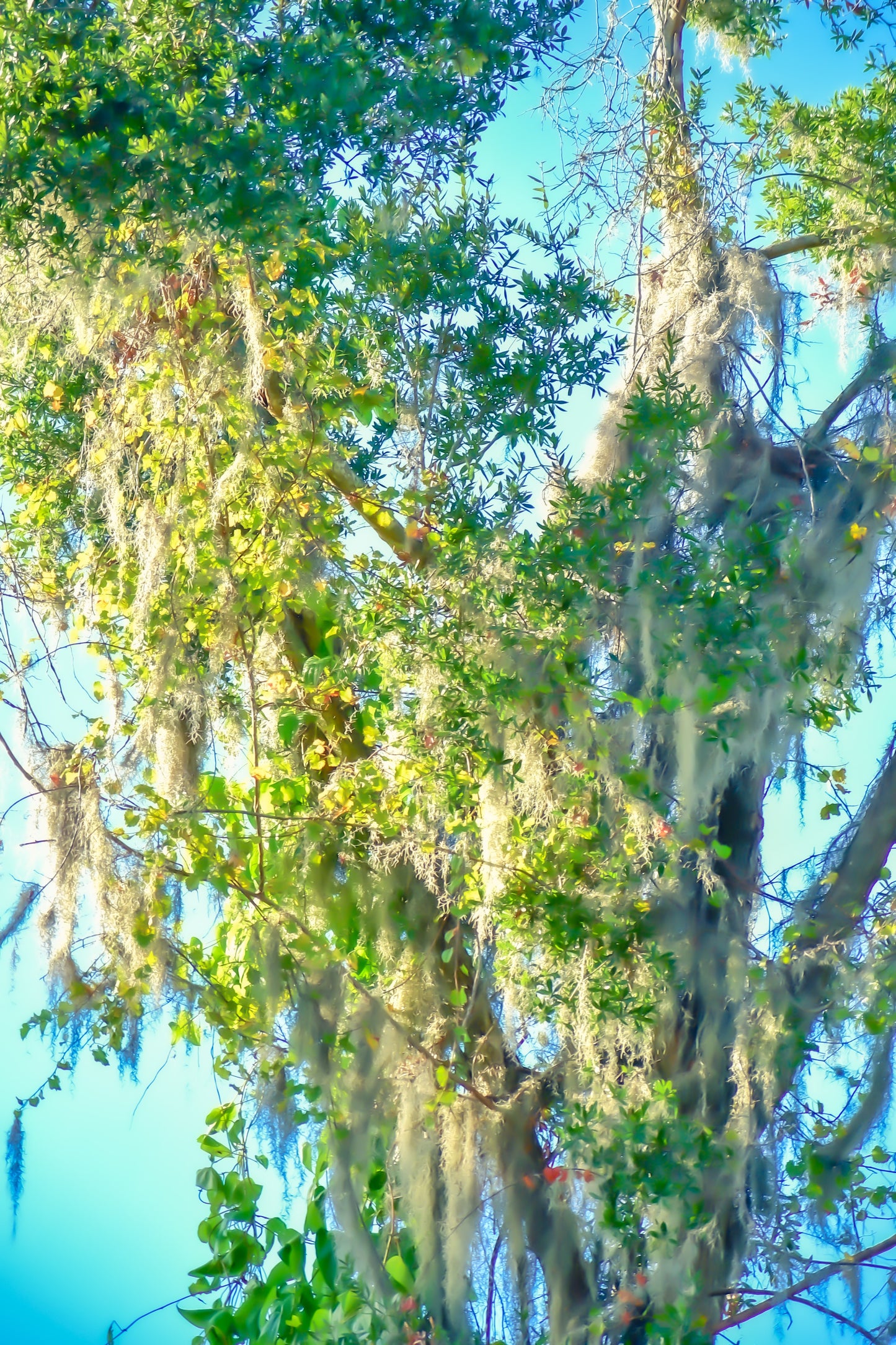 Silver Springs Watercolors - 5