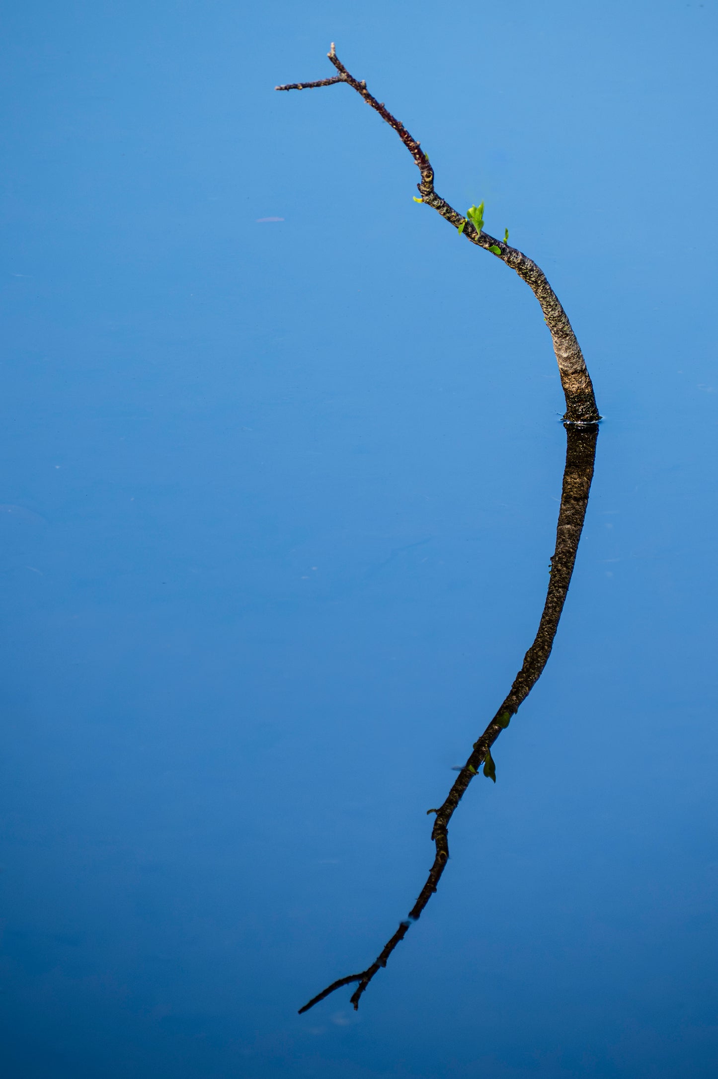 Solitude in the Wetlands