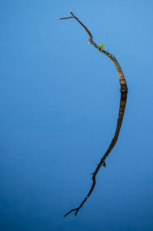 Solitude in the Wetlands