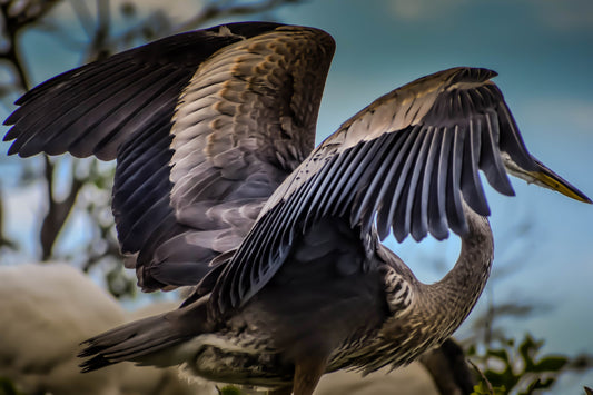 Wings