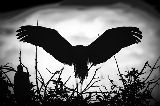 Wrath of Angels in B&W