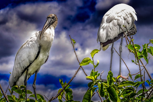 Young Couple